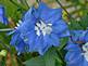 Blue Delphinium in Bloom By Peggy Driscoll in Dubuqe Iowa