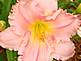 Day Lily in Bloom By Peggy Driscoll 