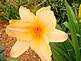 Day Lily in Bloom by Peggy Driscoll