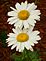 Two daisies in a row. Taken 7/09 garden by peggy driscoll.