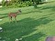 fawn in yard. Taken 7/09 yard in Dubuque by peggy driscoll.