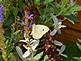 Butterfly on flower