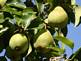 Pears on Tree By Peggy Driscoll in Dubuque Iowa