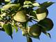 Pears on Tree by Peggy Driscoll in Dubuque Iowa