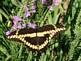 By Peggy Driscoll in Dubuque Iowa
Butterfly on Flower