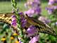 Butterfly feeding on flower
By Peggy Driscoll in Dubuque Iowa