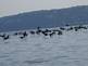 Ducks on the Mississippi River By Peggy Driscoll