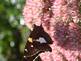 Butterfly on flower By Peggy Driscoll 