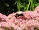 Bubble Bee on flower By Peggy Driscoll