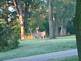 Bucks following a Doe By Peggy Driscoll