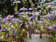 Hummingbird sitting on hanging planter By Peggy Driscoll