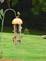 Birds feeding on thistle feeder By Peggy Driscoll