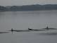 Ducks on the Mississippi River by Peggy Driscoll