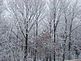 Woodland trees coated with a hoary frost. Taken Jan. 22nd 2010 North Cascade Road by Mike Waddick.