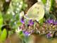 Butterfly on flower By Peggy Driscoll