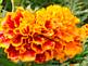 marigold bloom By Peggy Driscoll