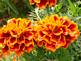 marigold blooms By Peggy Driscoll