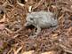 Toad in the Mulch By Peggy Driscoll in Dubuque Iowa