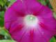 Morning Glory in Bloom By Peggy Driscoll