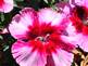 Dianthus in Bloom By Peggy Driscoll 