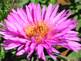 Aster in Bloom By Peggy Driscoll