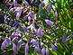 Hosta in bloom By Peggy Driscoll