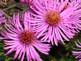 Asters By Peg