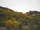 Fall Trees in full color. Taken 10/17/2008 Mississippi River Near Dubuque Iowa by Peggy Driscoll.