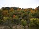 Fall Trees on the Mississippi River. Taken 10/17/2008 Mississippi River near Dubuque Iowa by Peggy Driscoll.