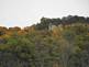 Mississippi River and the Bluffs and Fall Trees By Peg