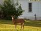 Deer feeding on pears By Peggy Driscoll