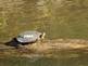 Turtle on the Mississippi River By Peggy Driscoll