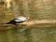 Turtle on the Mississippi