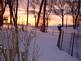 Deer in the distance by Peggy Driscoll