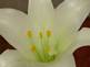 Easter lily by Peggy Driscoll 