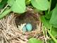 Bird Eggs in nest. Taken May 23,2009 Backyard in Dubuque Iowa by Peggy Driscoll.