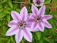 Clematis in Bloom . Taken May 23, 2009 Backyard in Dubuque Iowa by Peggy Driscoll.