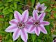 clematis in bloom. Taken 2009 backyard by peggy driscoll.