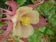 Columbine in bloom. Taken May 2009 Backyard in Dubuque Iowa by Peggy Driscoll.