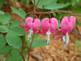 Bleeding Heart in Bloom. Taken May 2009 Backyard in Dubuque Iowa by Peggy Driscoll.