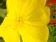 Buttercup in Bloom. Taken 6-15-09 Backyard in Dubuque Iowa by Peggy Driscoll.