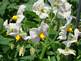 Potato in Bloom. Taken 6-15-09 Backyard in Dubuque Iowa by Peggy Driscoll.