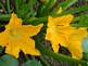 Zucchini in bloom. Taken 6-18-09 Dubuque Iowa by Peggy Driscoll.
