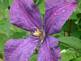 Clematis in bloom. Taken 6-18-09 Backyard in Dubuque Iowa by Peggy Driscoll.