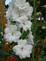 White Delphinium. Taken 6-18-09 Backyard in Dubuque Iowa by Peggy Driscoll.