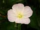 Flower in bloom. Taken 6-18-09 Backyard in Dubuque by Peggy Driscoll.