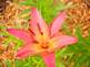 Lily in Bloom. Taken 6-18-09 Backyard in Dubuque by Peggy Driscoll.