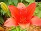 lily in Bloom. Taken 6-18-09 Backyard in Dubuque by Peggy Driscoll.