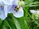 Bubble Bee on Bloom. Taken 6-18-09 Dubuque Iowa by Peggy Driscoll.