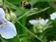 Bubble Bee in fleet to bell flower. Taken 6-18-09 Backyard in  Dubuque Iowa by Peggy Driscoll.